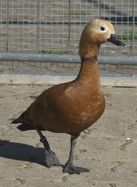 斷奮鬥