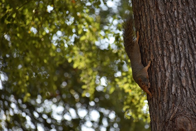 箭队的制胜 箭队的制胜